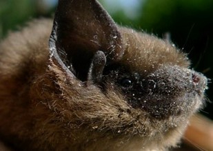 Pipistrelle commune